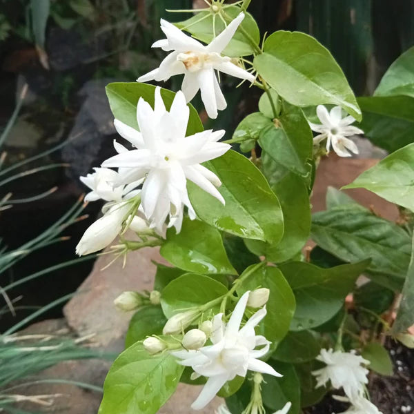 Jasminum Sambac 'Madan Mogra'