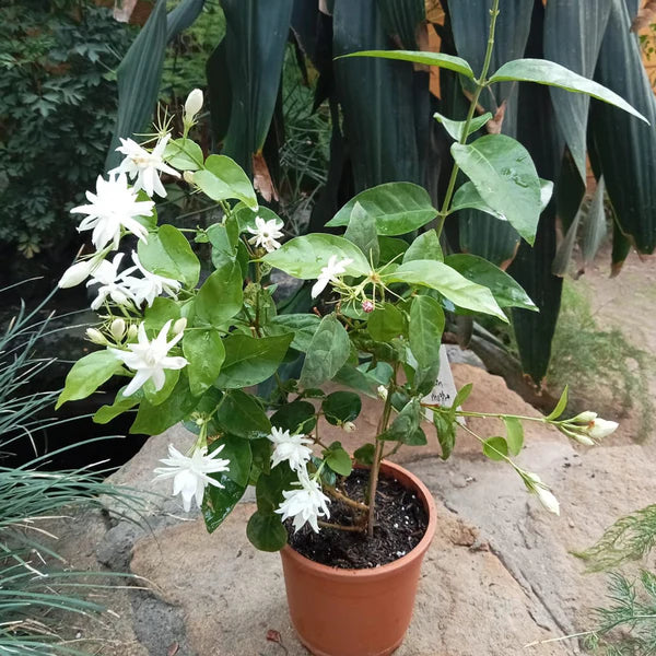 Jasminum Sambac 'Madan Mogra'