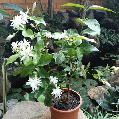 Jasminum Sambac 'Madan Mogra'