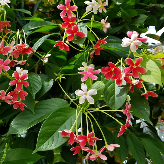 MadhumaltI Combretum Indicum, Rangoon creeper