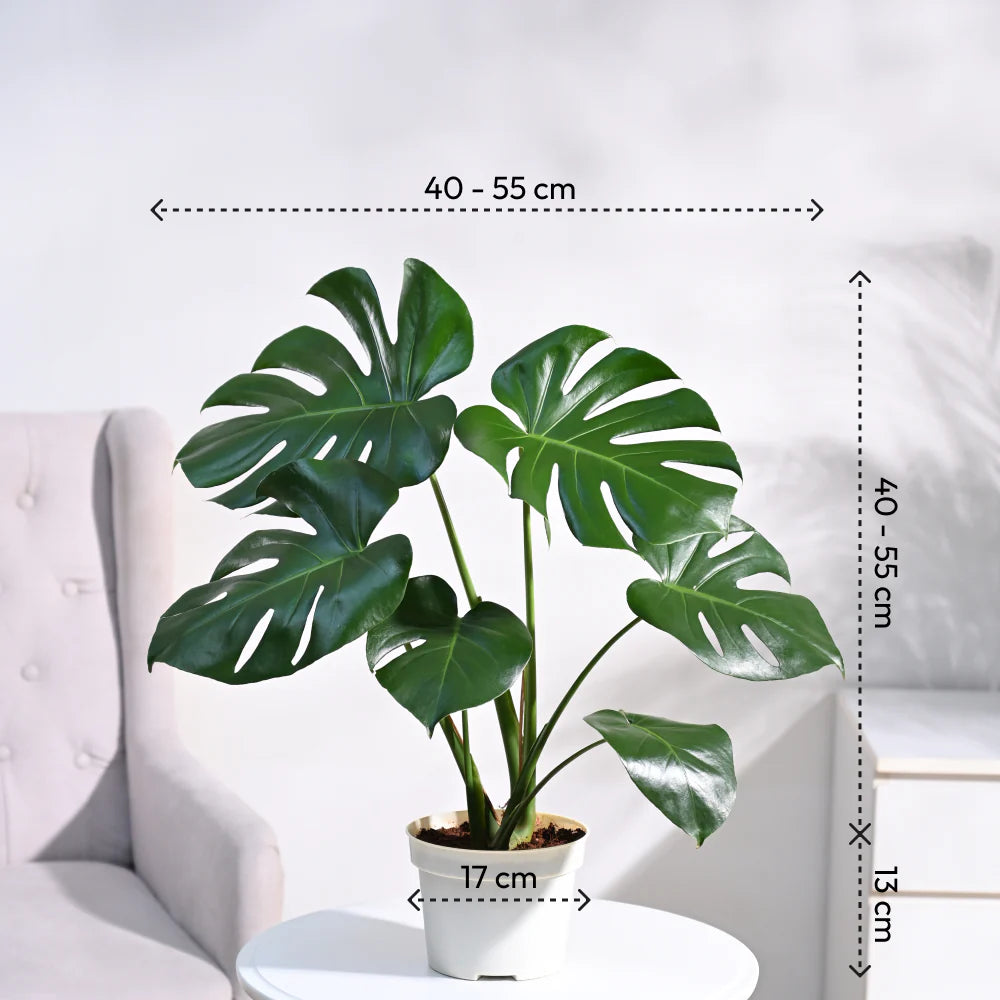 Monstera Deliciosa Plant