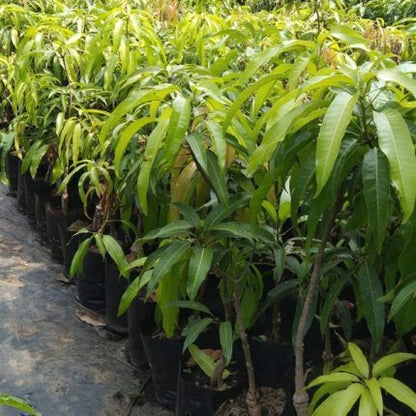 Gourmati Mango Fruit Plant (Grafted)