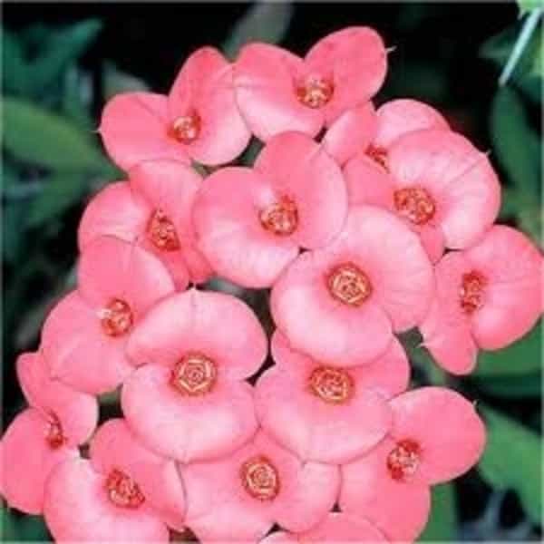 Euphorbia Flowers Plant (Pink Colour)