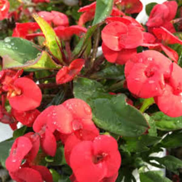 Euphorbia flowers plant (red) For Home Garden