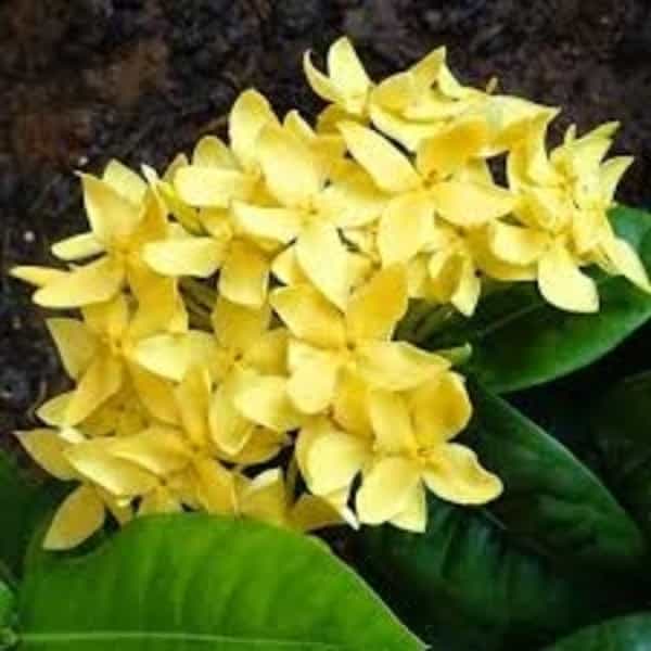 (Gardenershub) Chinese Ixora Flowers Plant (Yellow)