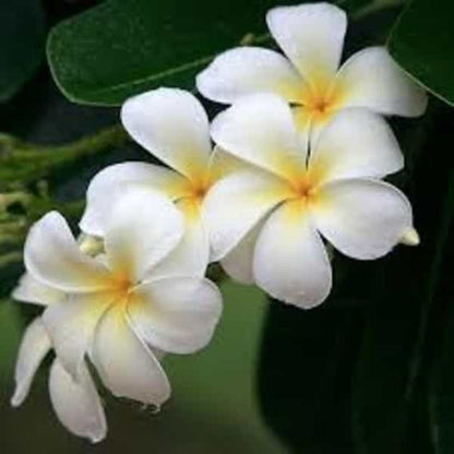 Plumeria Flowers Plant(White)For Gardening