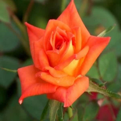 Hybrid Grafted Orange Colour Rose Plant