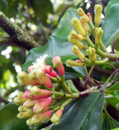 Live Clove Plant Lobongo Tree Original Variety