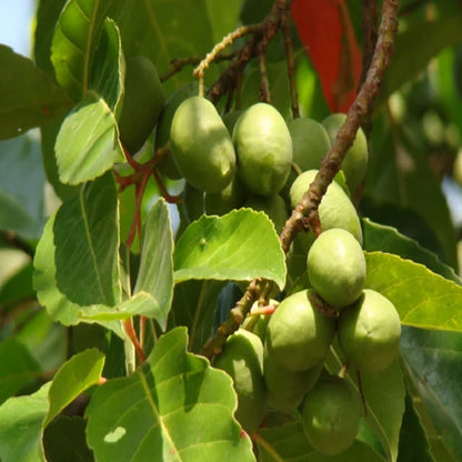 Indian Variety Olive (Jalpai) Plant