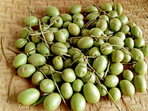 Indian Variety Olive (Jalpai) Plant