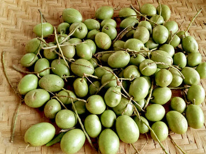 Indian Variety Olive (Jalpai) Plant