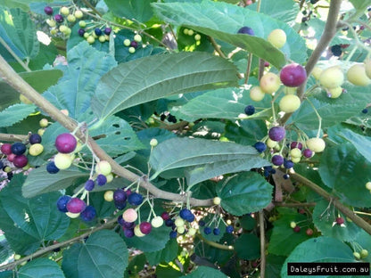 Phalsa /FalsaFruit - Fruit Plants & Tree