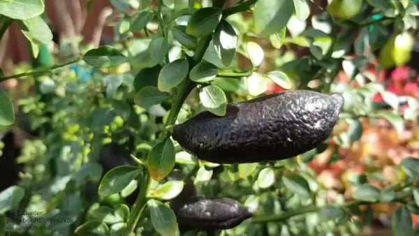 Finger Lemon fruit Plant Grafted