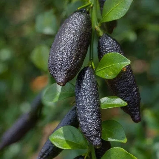 Finger Lemon fruit Plant Grafted