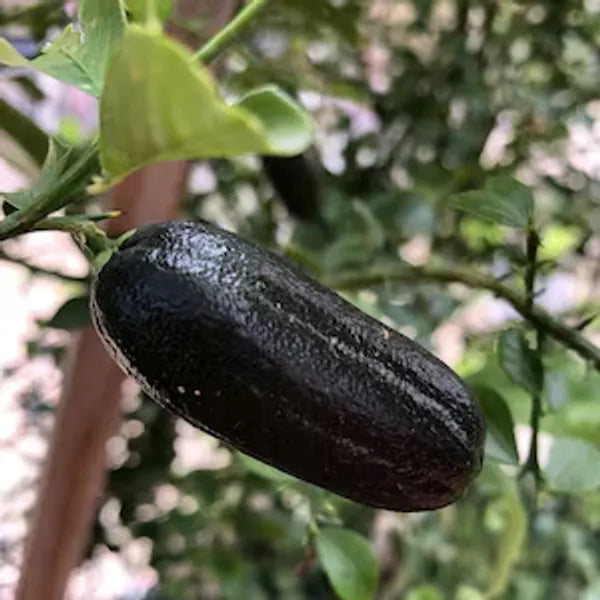 Finger Lemon fruit Plant Grafted