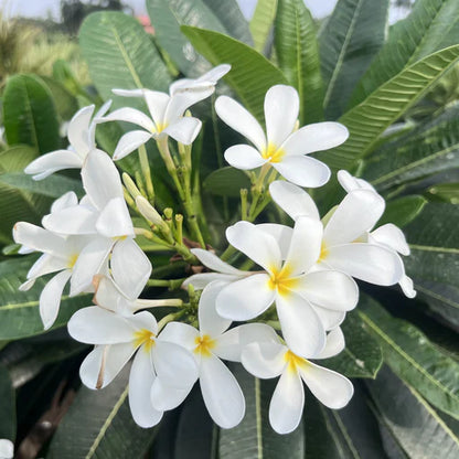 Plumeria Flowers Plant(White)For Gardening