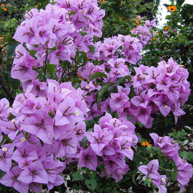 Bougainvallea Flowers Plant(Light Violet)