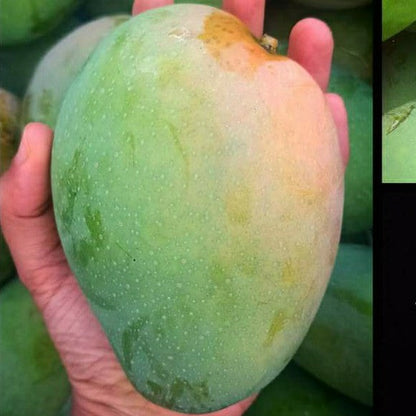 Boganpalli Mango Fruit Plant-Grafted