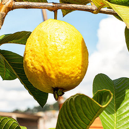 New Lalit Guava Fruit  Plant