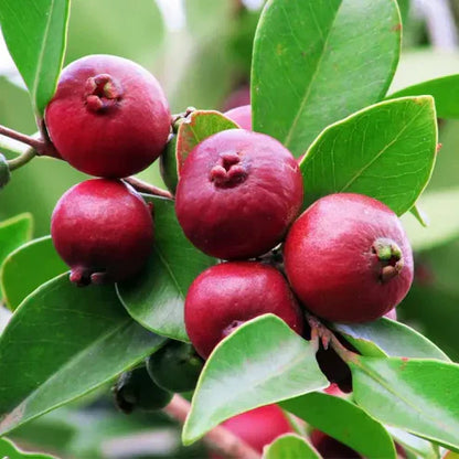 Red Strawberry Guava Fruit Plant