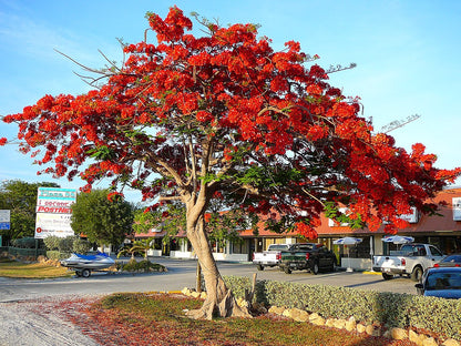 Gulmohar Flowering Tree For Gardening