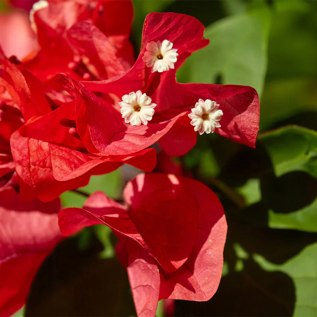 (Gardenershub) Bougainvillea(Red Colour)flower plant