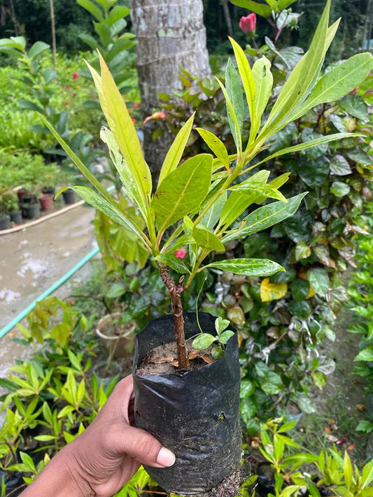 Hybrid Rudraksha Plant