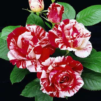 Scentimental Rose Plant For Gardening