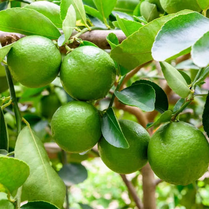 Seedless Lemon Fruit  Plant-Grafted