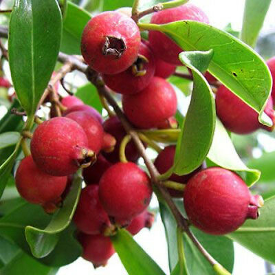 Red Strawberry Guava Fruit Plant