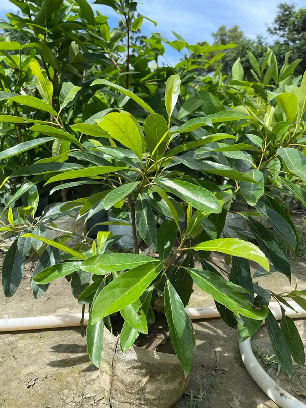 Hybrid Sweet Olive Plant