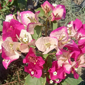 Thai Varity Bougainvallea Flowers Plants