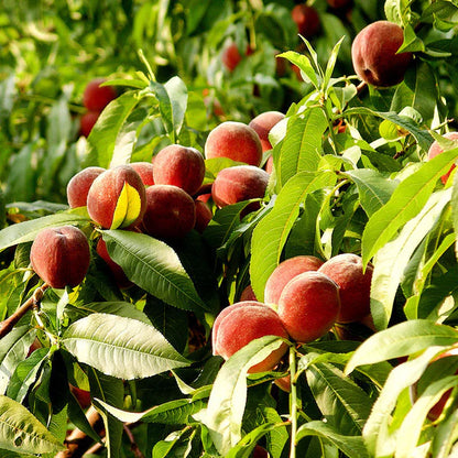 Peach (Grafted)- Fruit Plants & Tree