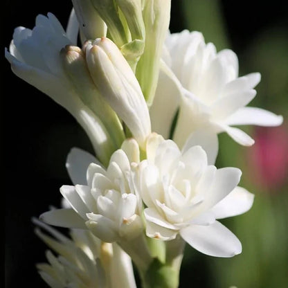 Tuberose/Mexican Tuberose-Seeds- Pack Of 10