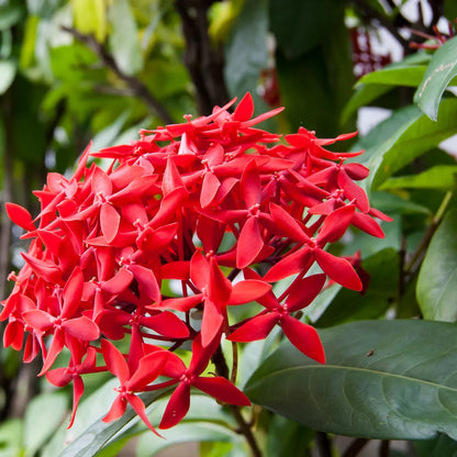 Ixora Flower Plant( Red Colour)