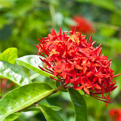 Ixora Flower Plant( Red Colour)