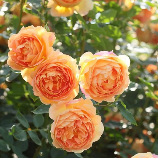 Climbing Rose Flower Plants (ORANGE)