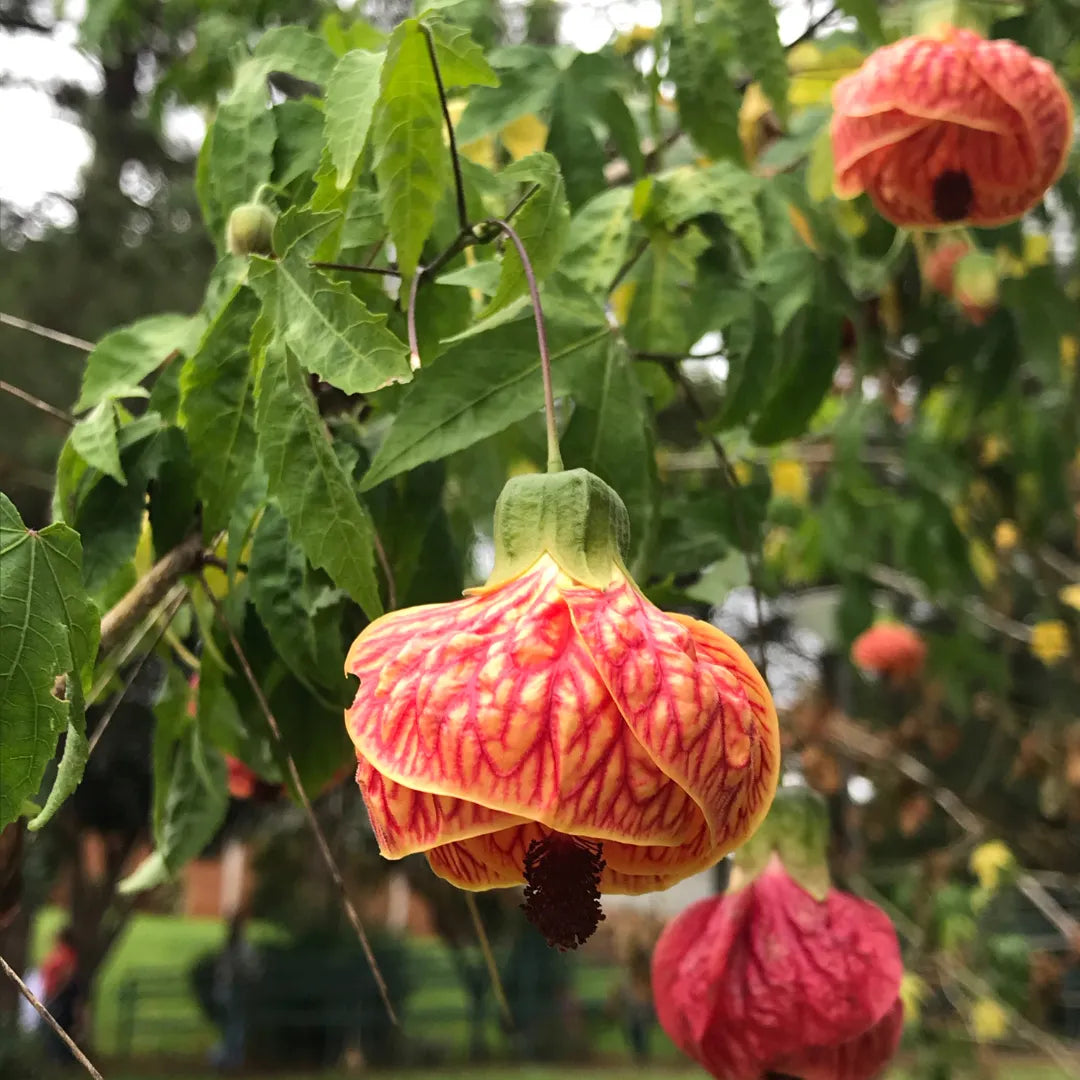 Lantern Hibiscus Plant For Gardening