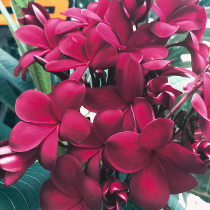 Plumeria/Blood Red | Frangipani Flower  Plant