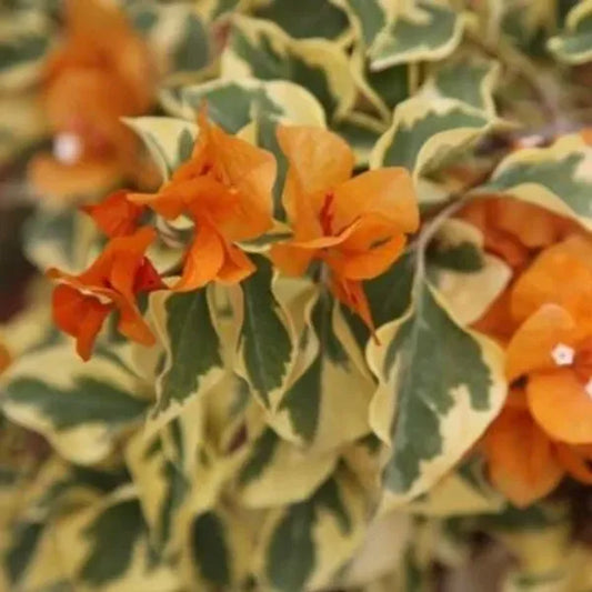 Variegated Bougainvillea (Orange) Colour  Plant