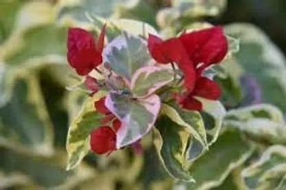 Variegated Bougainvillea (Red) Colour Plant