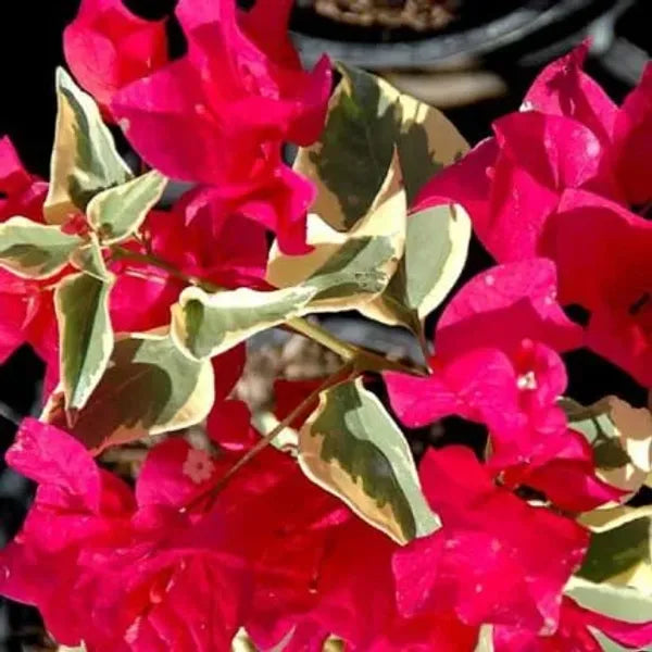 Variegated Bougainvillea (Red) Colour Plant