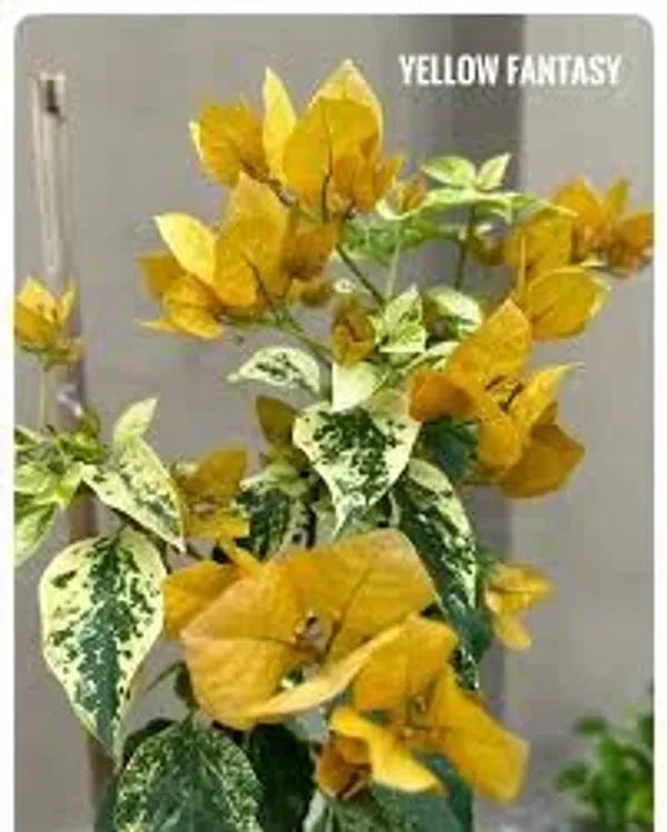 Variegated Bougainvillea (Yellow) Colour  Plant