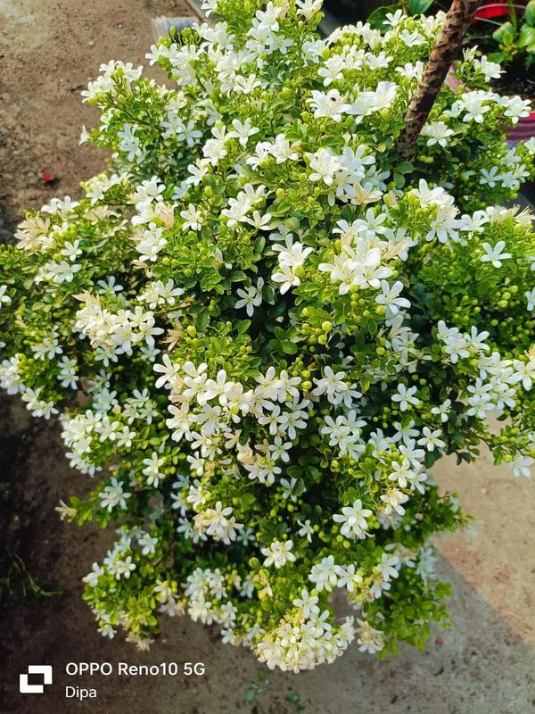 Madhu kamini Dwarf Flower Plant