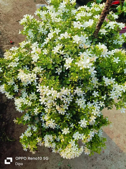 Madhu Kamini (Murraya Paniculata)Flower Plant (Pack of 2)