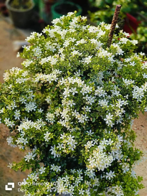 Madhu kamini Dwarf Flower Plant