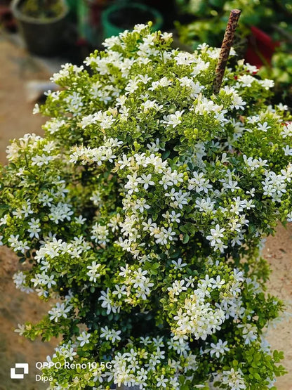 Madhu kamini Dwarf Flower Plant