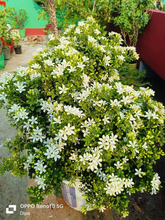 Madhu kamini Dwarf Flower Plant