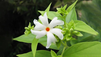 Parijat All Time Flower Plant