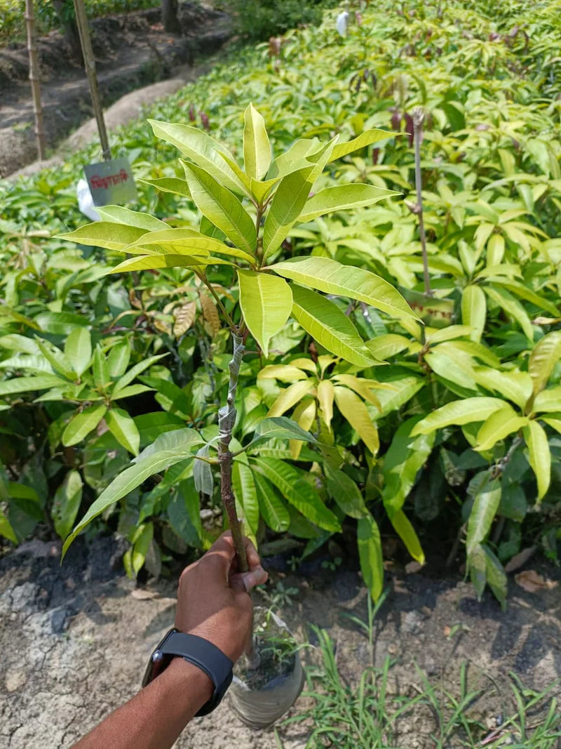 Aswina Mango Fruit Plant (Grafted)